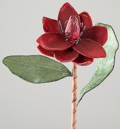 Blume 30 cm bordeaux