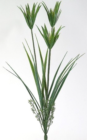 Zweig Cyperus 65 cm